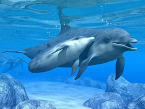 Polperro Dolphin Swims - Attractions Sydney