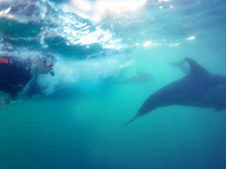 Dolphin Swim Australia - Attractions Sydney