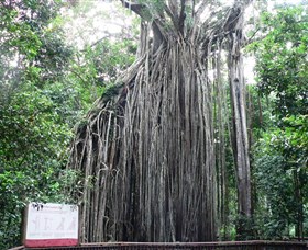Curtain Fig National Park - Attractions Sydney
