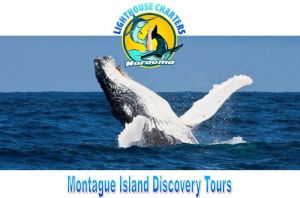 Lighthouse Charters Narooma - Attractions Sydney