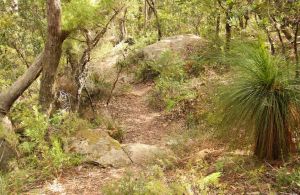 Mount Carnarvon Walking Track - Attractions Sydney